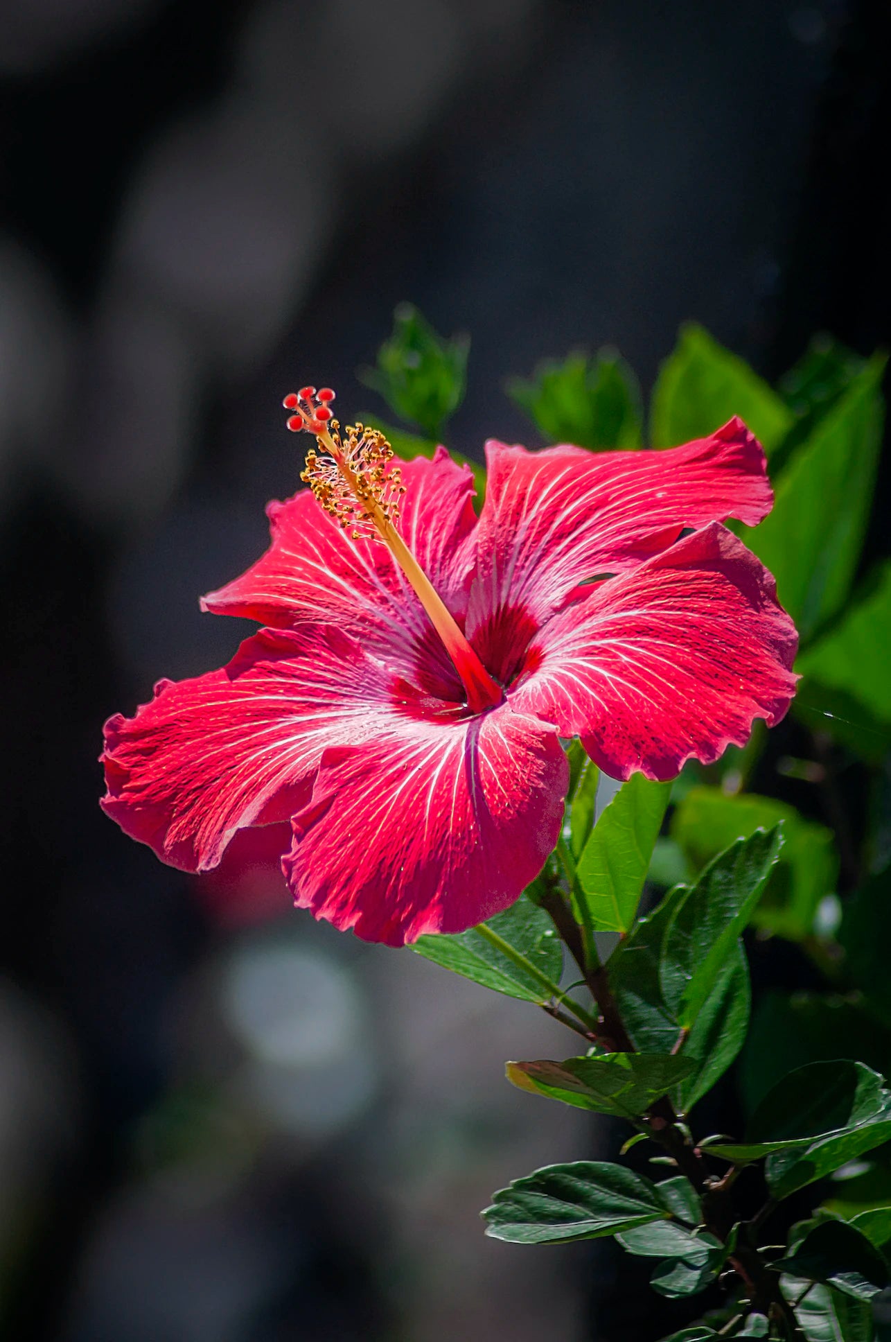 Hibiscus Collection